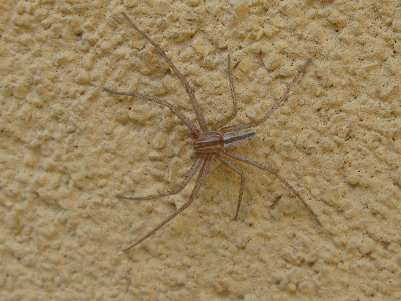 Tibellus cf. oblongus